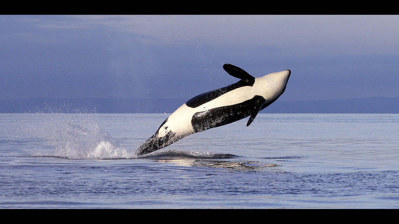 Great Wildlife Moments