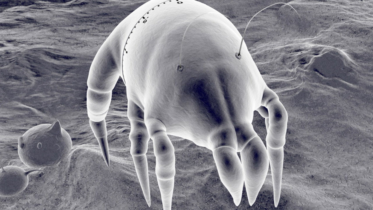Gonna Get Along Without You Now (Dustmite)