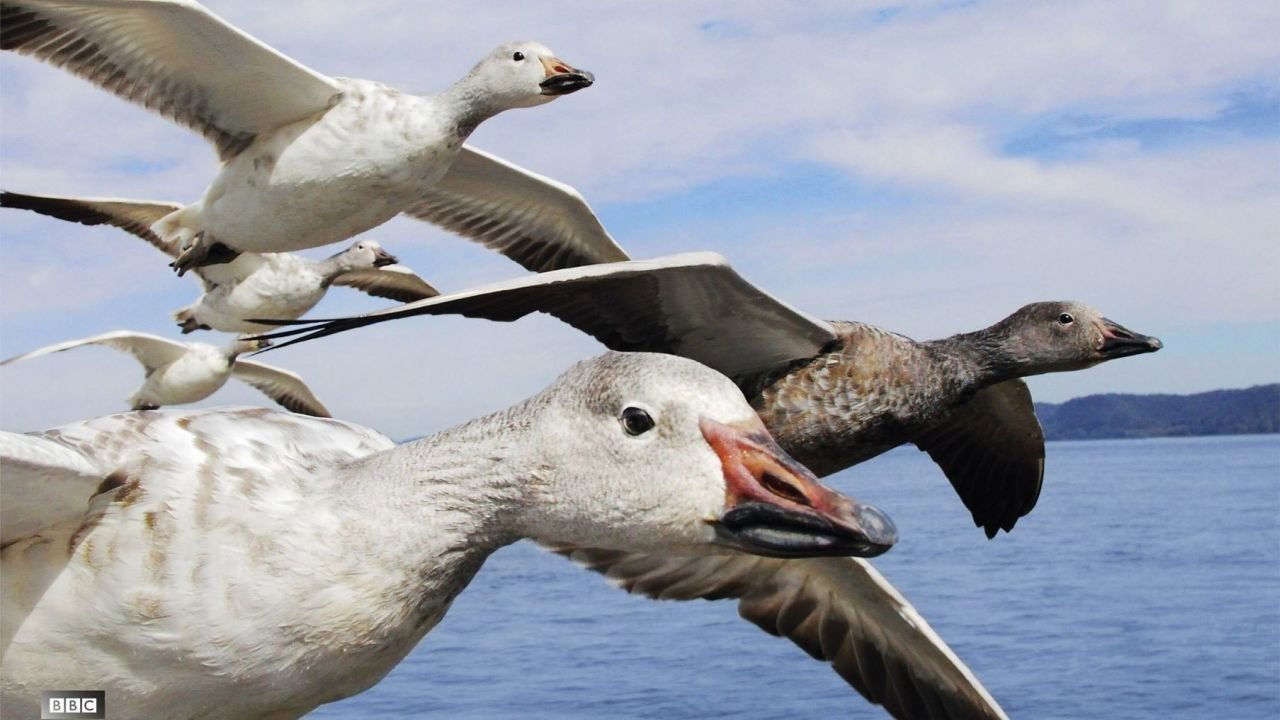 Earthflight