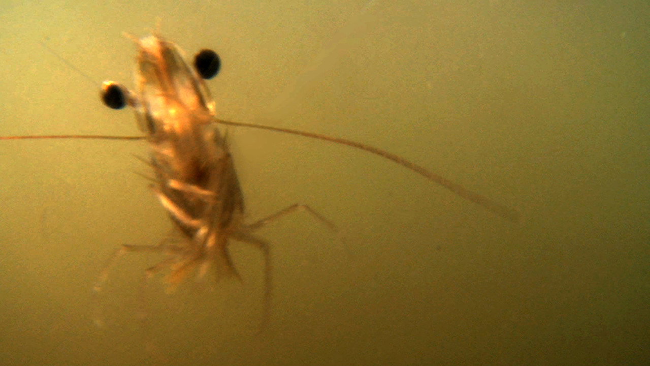 The Shrimp