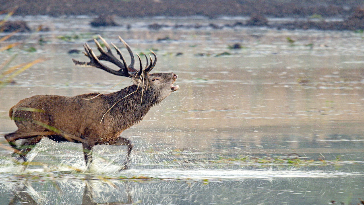 Le cerf élaphe, roi des forêts ?