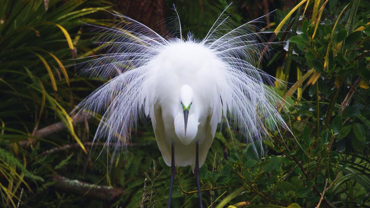 Wildest New Zealand