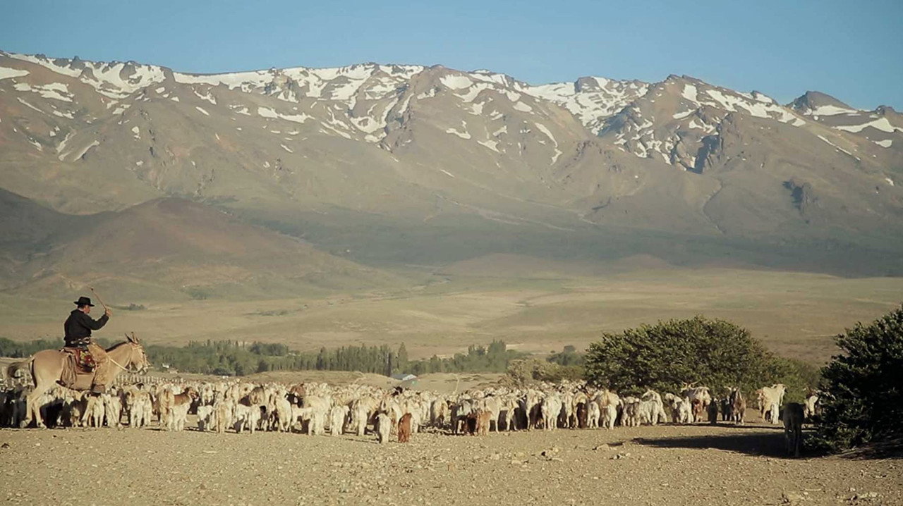 Patagonie - Transhumance andine