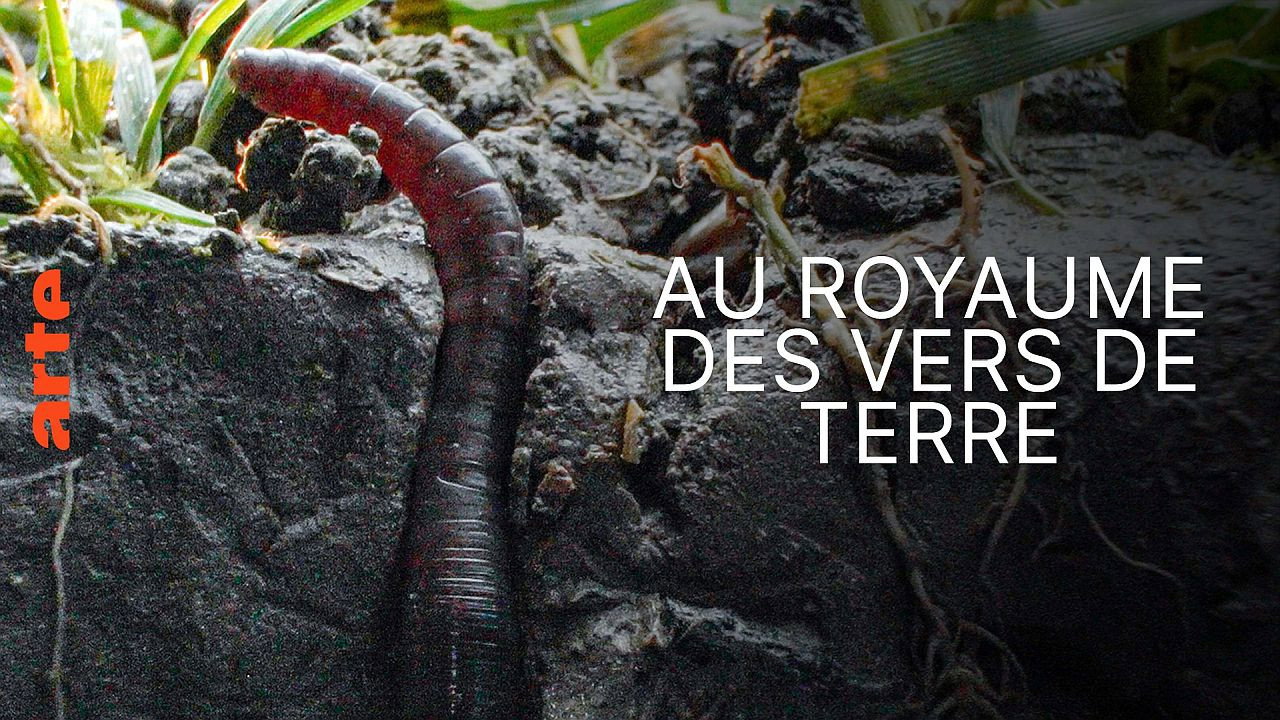 Au royaume des vers de terre : La vie du sol dévoilée
