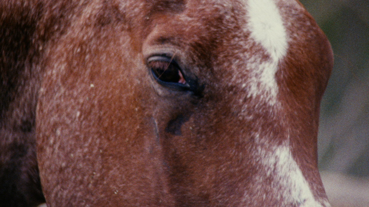 Horse Language