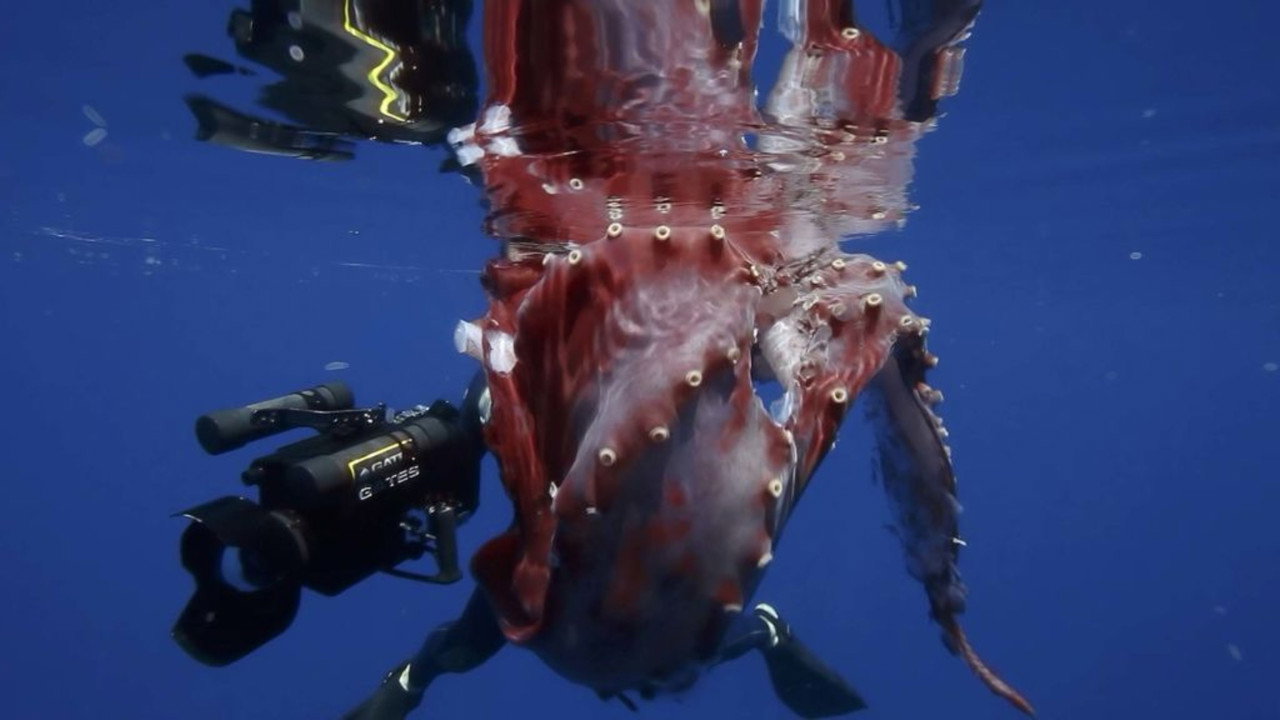 Hunt For The Giant Squid