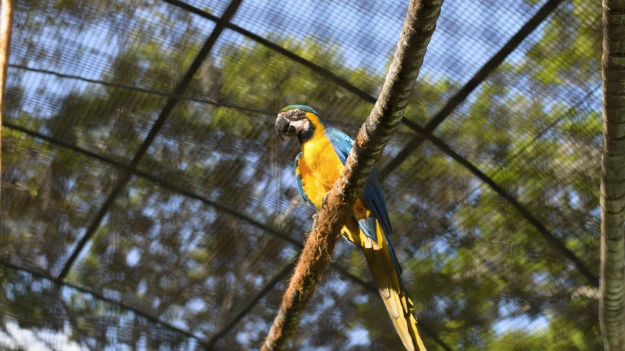 Guacamayas: El vuelo en una ciudad que no deja de crecer