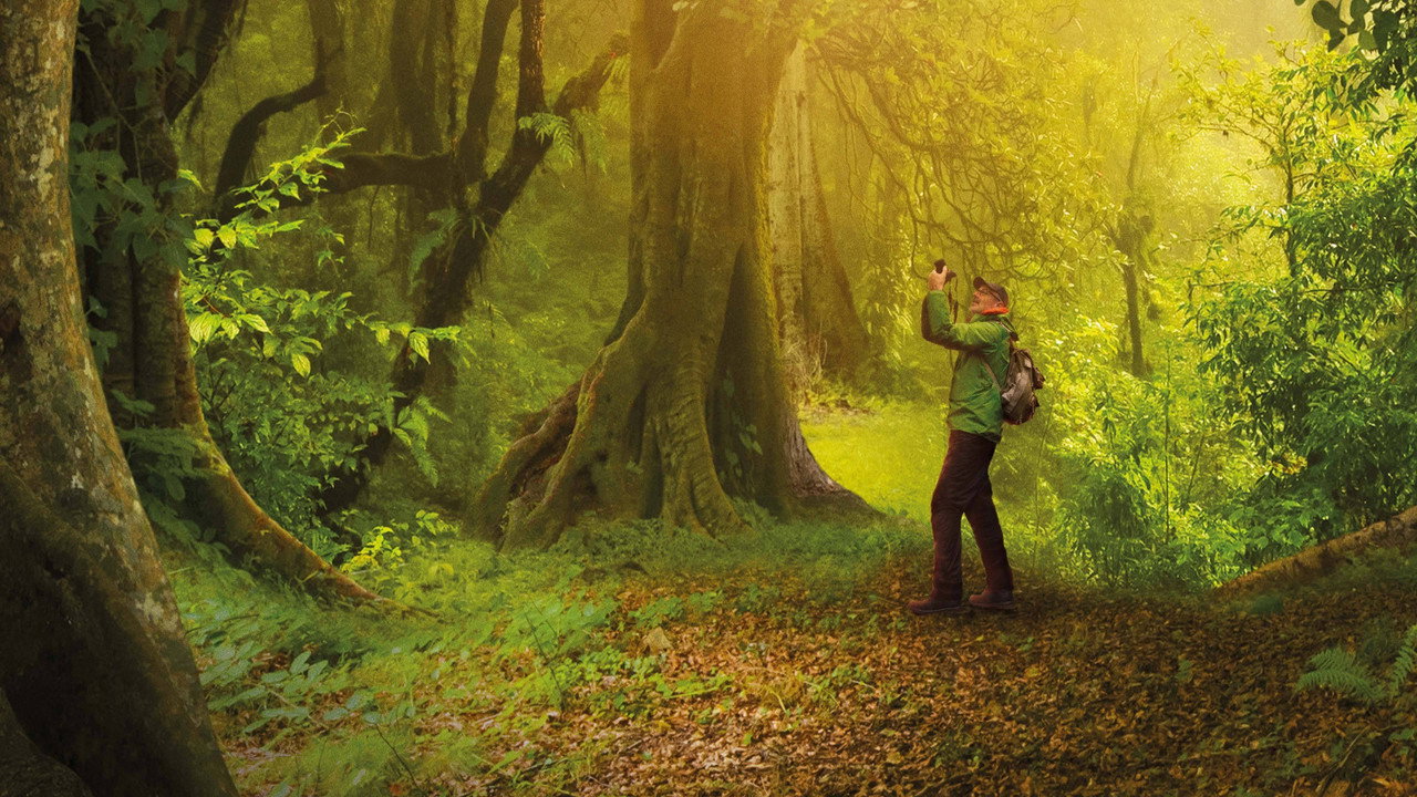 The Hidden Life of Trees