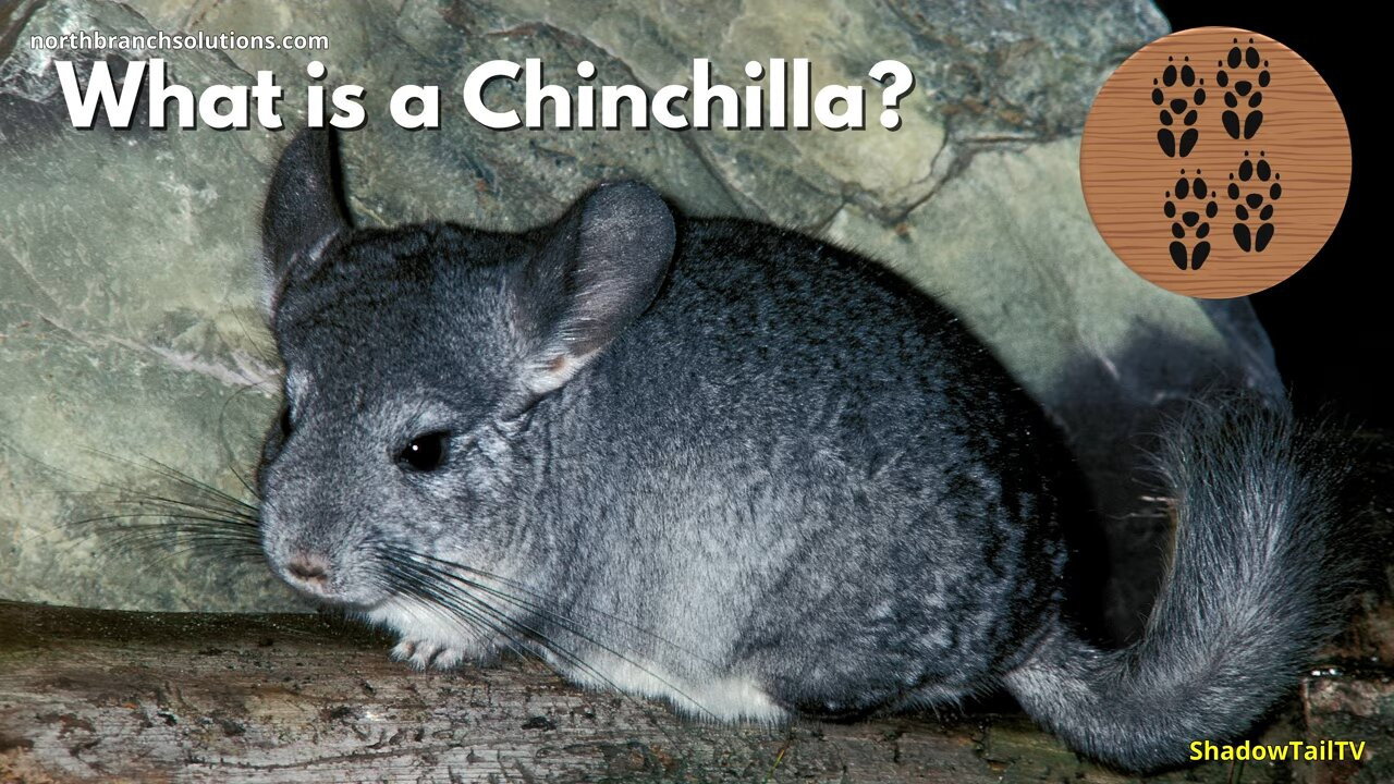 What is a Chinchilla, Really?