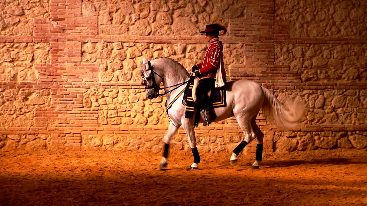 Le cheval andalou