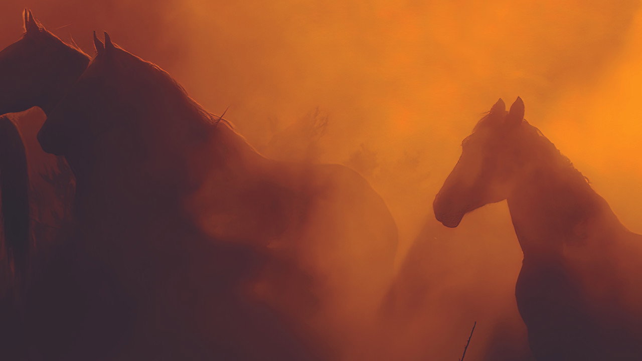 Wild Beauty: Mustang Spirit of the West