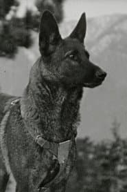 Klondike the Dog