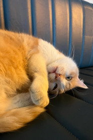 Osman The Cat