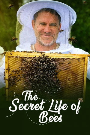 Limited Series