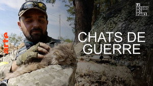 Chats de guerre
