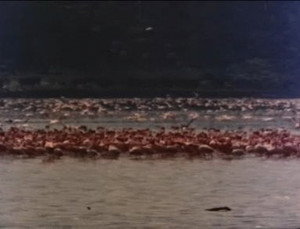 Les flamants roses ne volent que le mardi