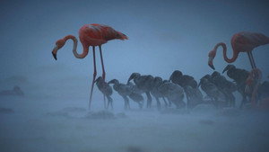 Savage Seas