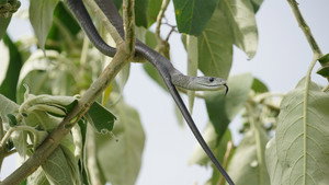 Serpents d'Afrique