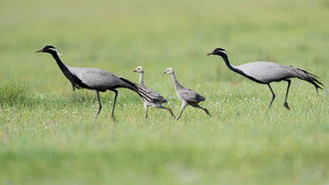 Les animaux des prairies