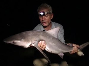 Requins d'eau douce