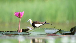 Les animaux d'eau douce