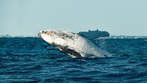 Le chant des Baleines