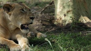 Lion Mystery