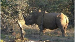 Éléphants et rhinocéros : une cohabitation compliquée