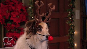 Bark! the Herald Angels Sing