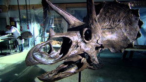 The Mesozoic