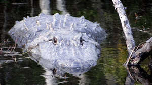 Alligator River