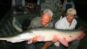 Le poisson alligator