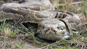 Serpents venimeux d’Afrique