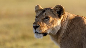 Reines d'Afrique