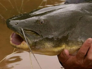 Le poisson chat meurtrier