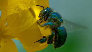 Petites reines de la jungle