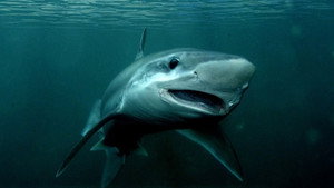 What if sharks disappeared?