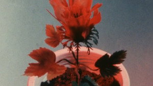 Les bombes-fleurs attaquent
