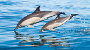Whales & Dolphins