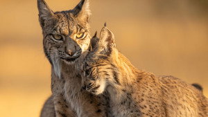 L'aventure des animaux