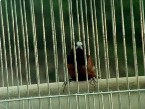 Rescue the Goshawk