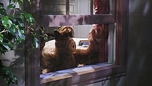 La nuit, tous les Alf sont gris