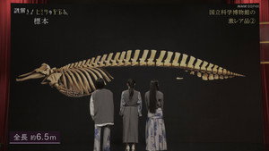 Earth’s Treasures: National Museum Specimens
