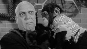 My Son, the Chimp