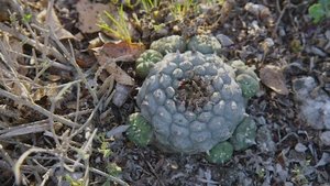 Chapitre 4 : Mescaline