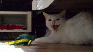 Chat sauvage
