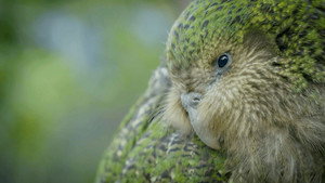What if... genomics could help save an endangered species?