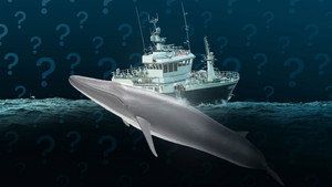 Pourquoi l'Islande continue de chasser la baleine ?