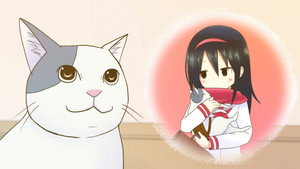 Cat's Observation