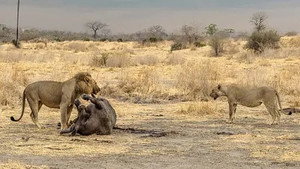 La fièvre de la chasse